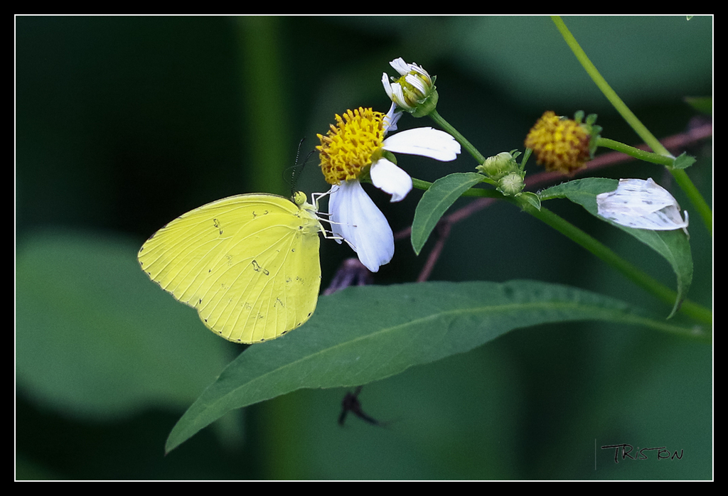 _MG_0157.jpg - 20170618 新化後山昆蟲微距
