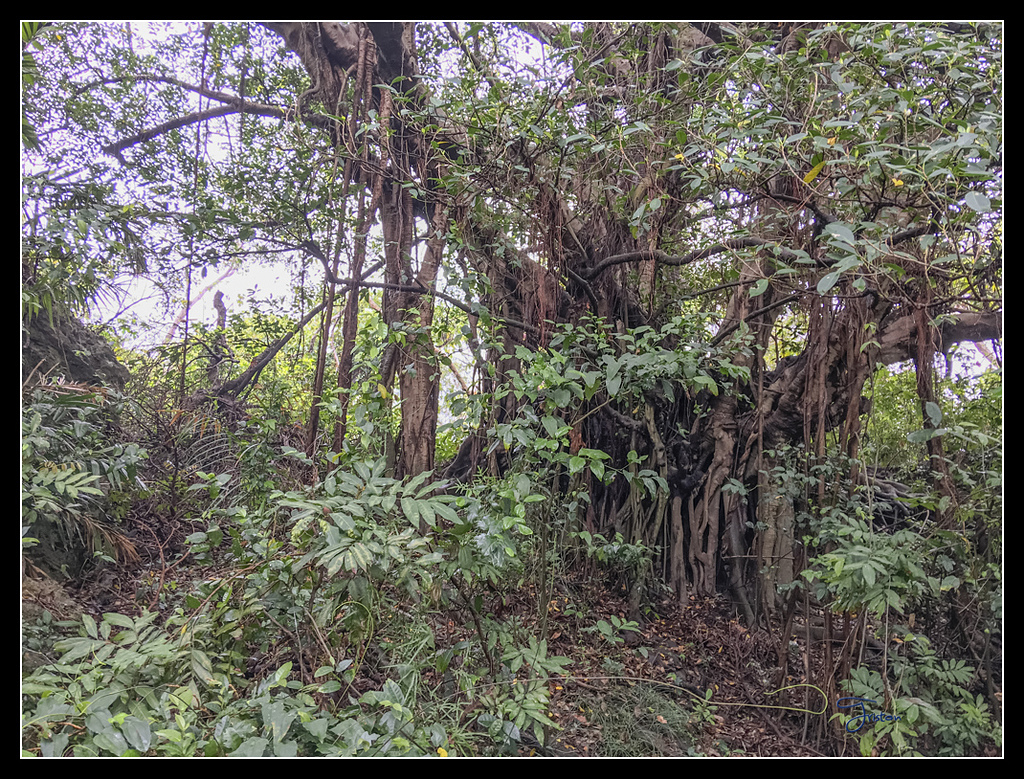 IMG_2794.jpg - 20170422 左營龜山步道、舊城