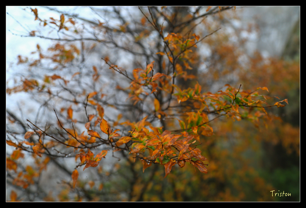 JH1A0197.jpg - 20151024~25 幾米公園、翠峰湖、翠峰山屋、望洋山步道、山毛櫸步道