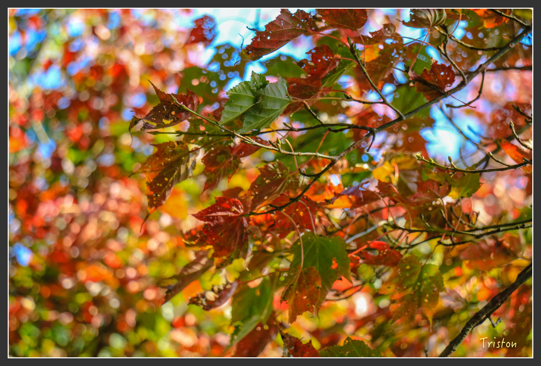 IMG_0646.jpg - 20151219 鳶嘴稍來山、小雪山林道