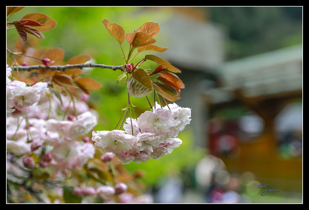 _H1A3700.jpg - 20170425 阿里山+圓潭螢火蟲