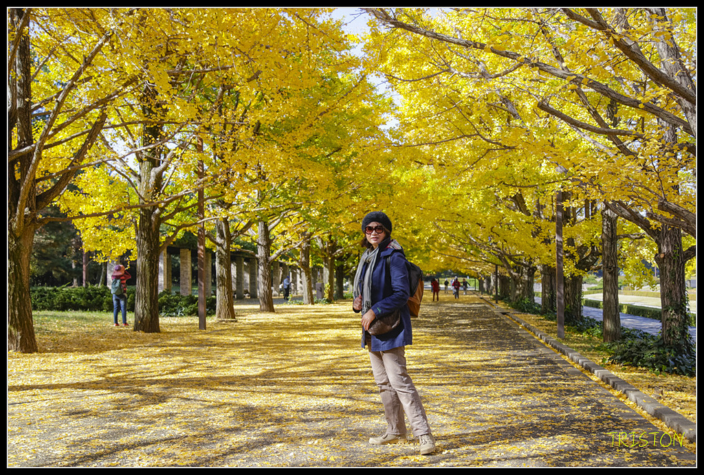 _H1A1557.jpg - 20171103 日本只見線、會津若松五色沼、昭和記念公園賞紅葉