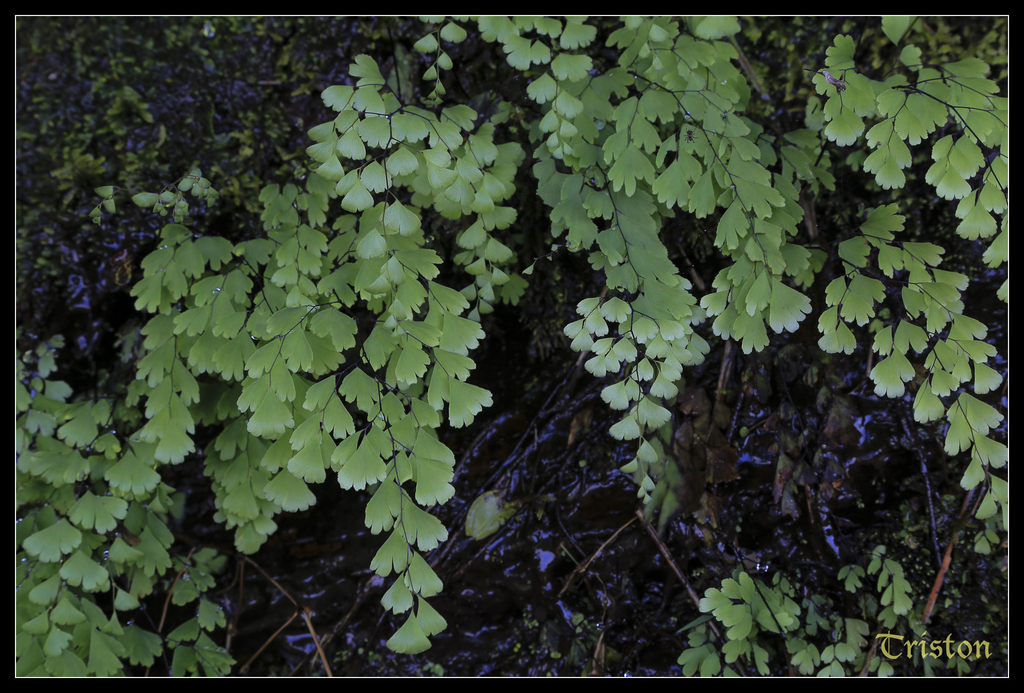 jh1a0081_15763599031_o.jpg - 20141111 屏東霧台 神山 一日來往輕旅行