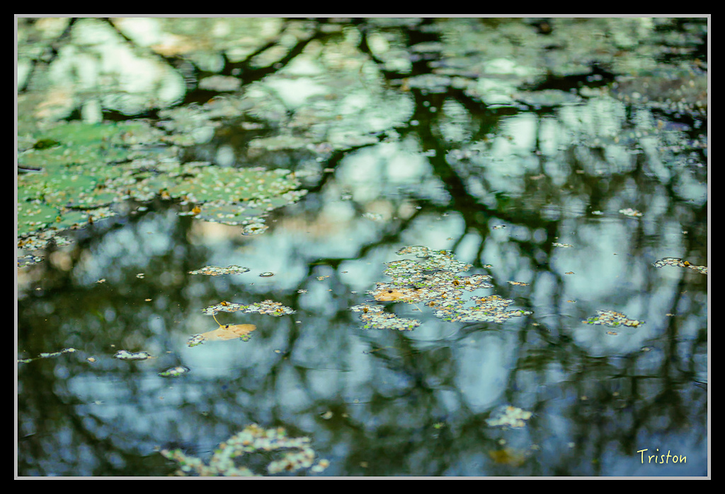 _H1A1223.jpg - 20170117 烏松崙、竹青庭