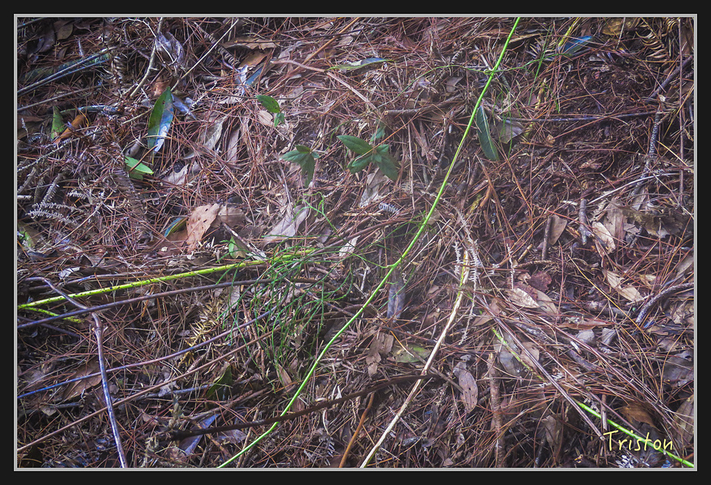 IMG_1447.jpg - 20170318 守關山、守城大山