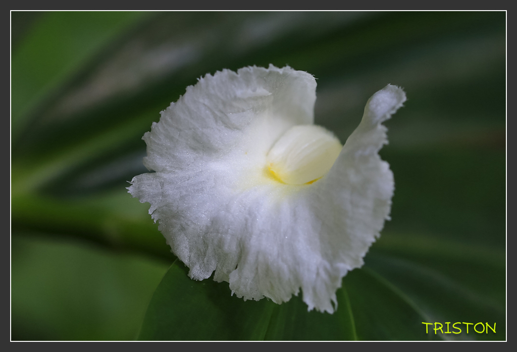 _H1A6778.jpg - 20170904 獨立山步道生態