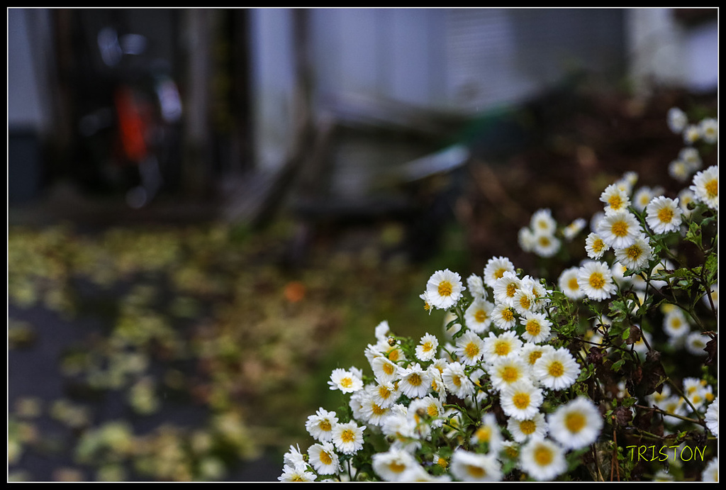 _H1A0371.jpg - 20171103 日本只見線、會津若松五色沼、昭和記念公園賞紅葉