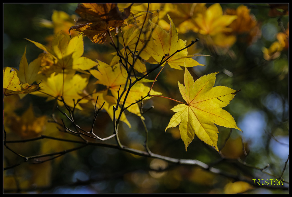 _H1A1773.jpg - 20171103 日本只見線、會津若松五色沼、昭和記念公園賞紅葉