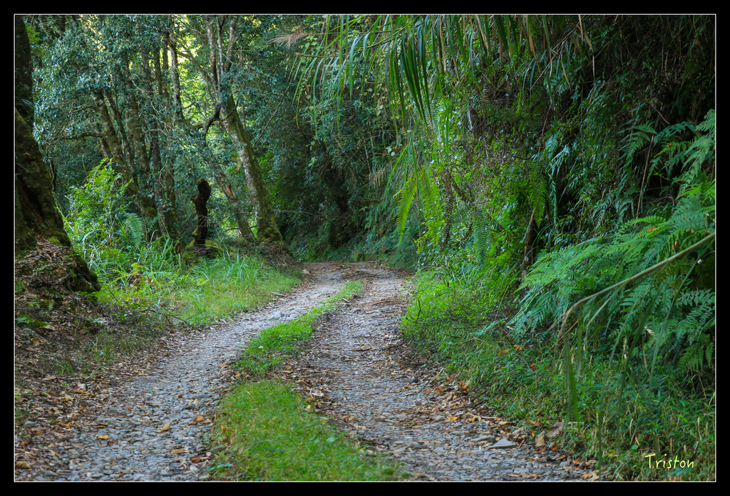 IMG_8577.jpg - 20151017 郡大林道、望鄉山、郡大山