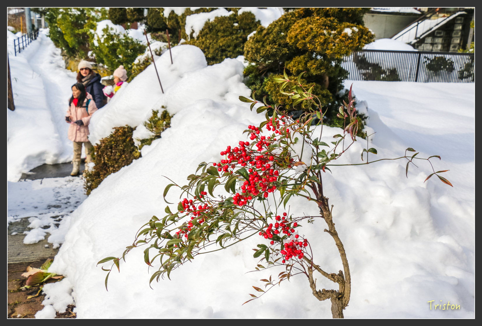 2016ZAO-00599.jpg - 20160131 日本藏王溫泉滑雪親子行