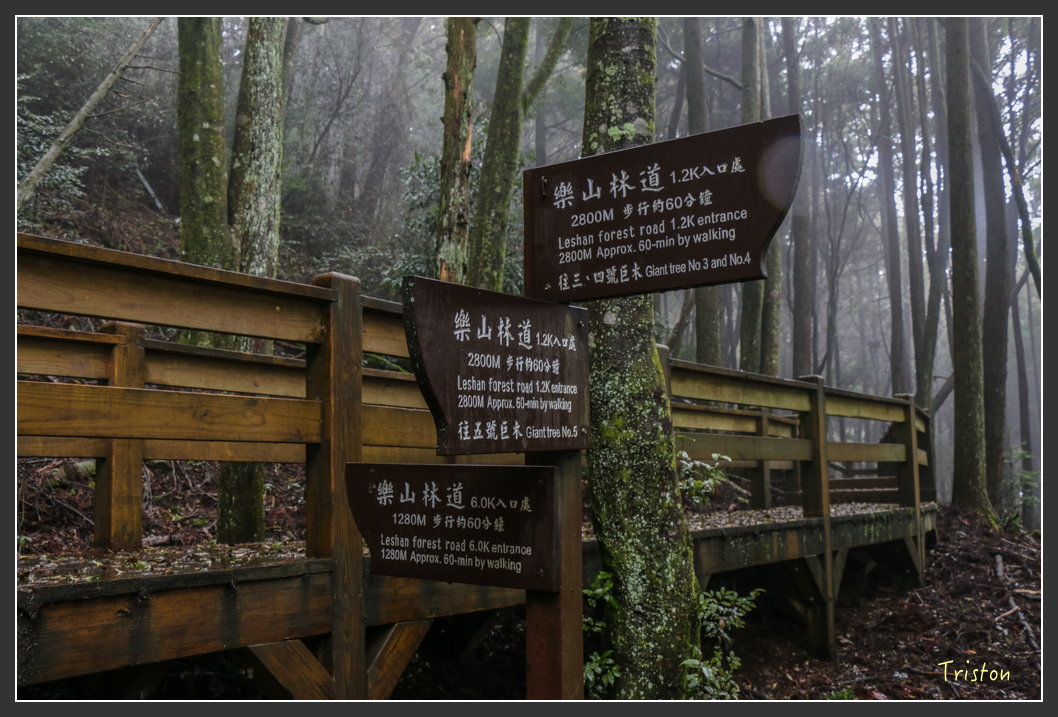 IMG_3270.jpg - 20160227 觀霧森林步道
