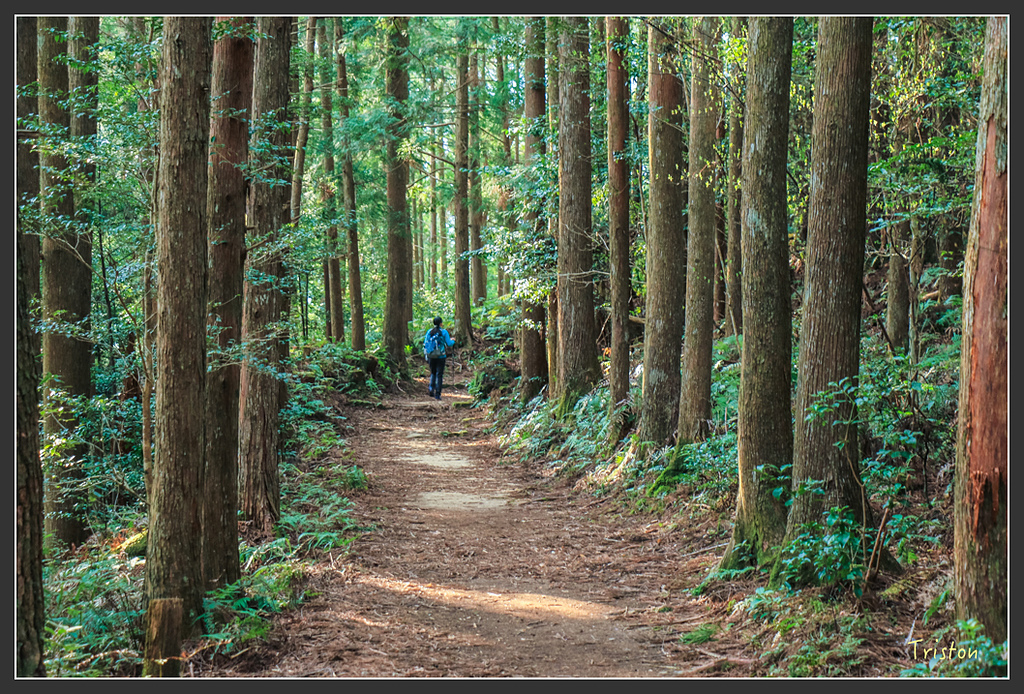 IMG_5339.jpg - 20160323 日本熊野古道健行