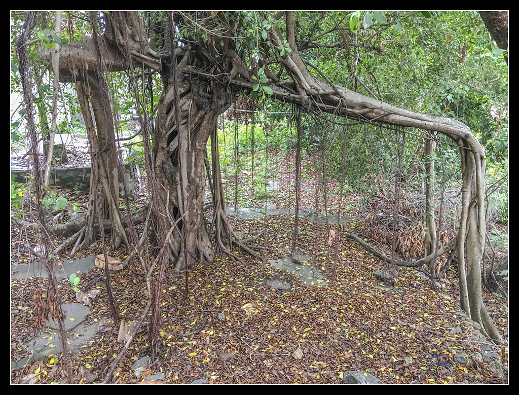 IMG_2727.jpg - 20170422 左營龜山步道、舊城
