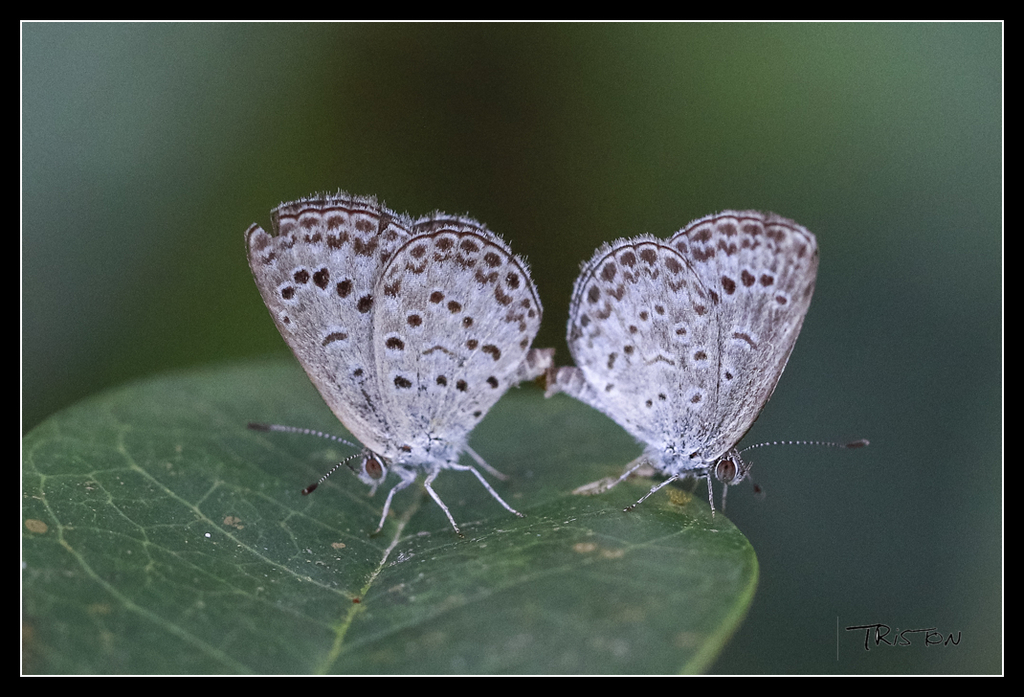 _MG_0190.jpg - 20170618 新化後山昆蟲微距