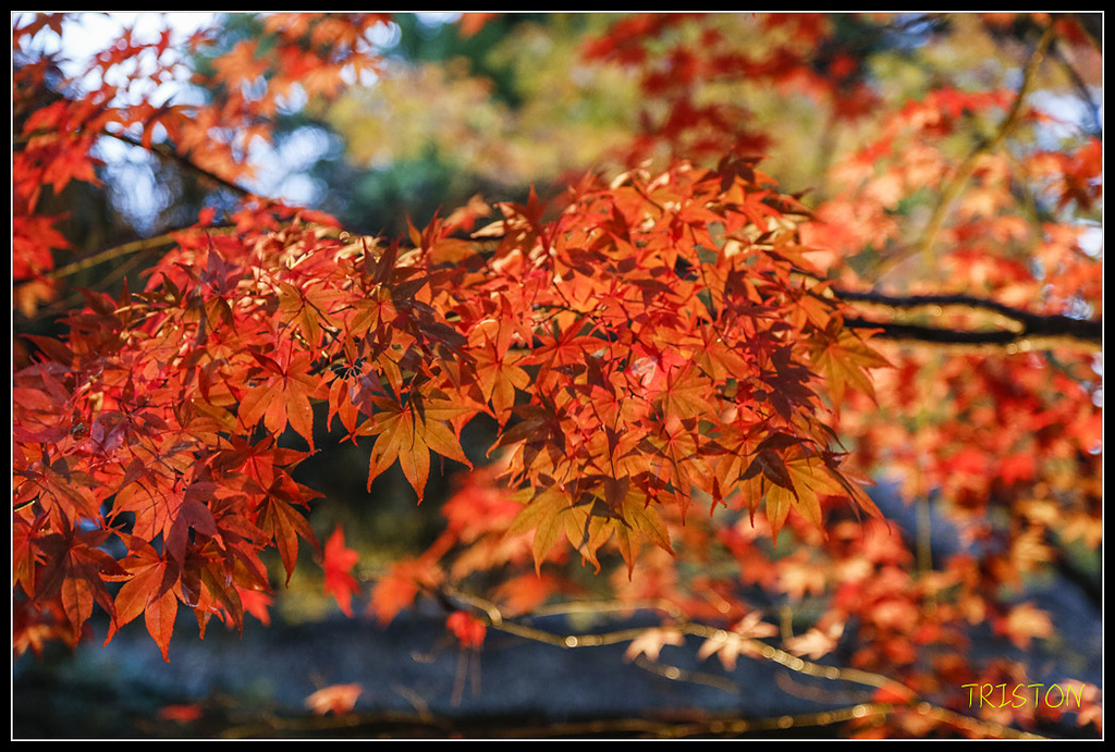 _H1A0951.jpg - 20171103 日本只見線、會津若松五色沼、昭和記念公園賞紅葉