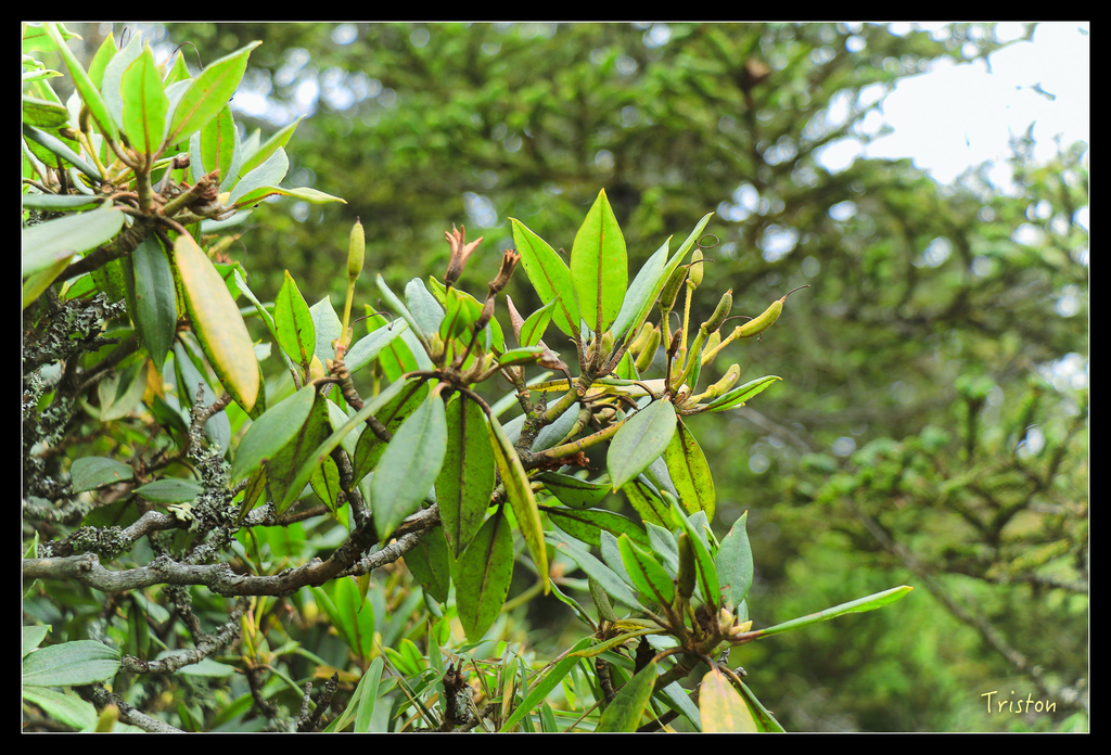 IMG_8745.jpg - 20151017 郡大林道、望鄉山、郡大山