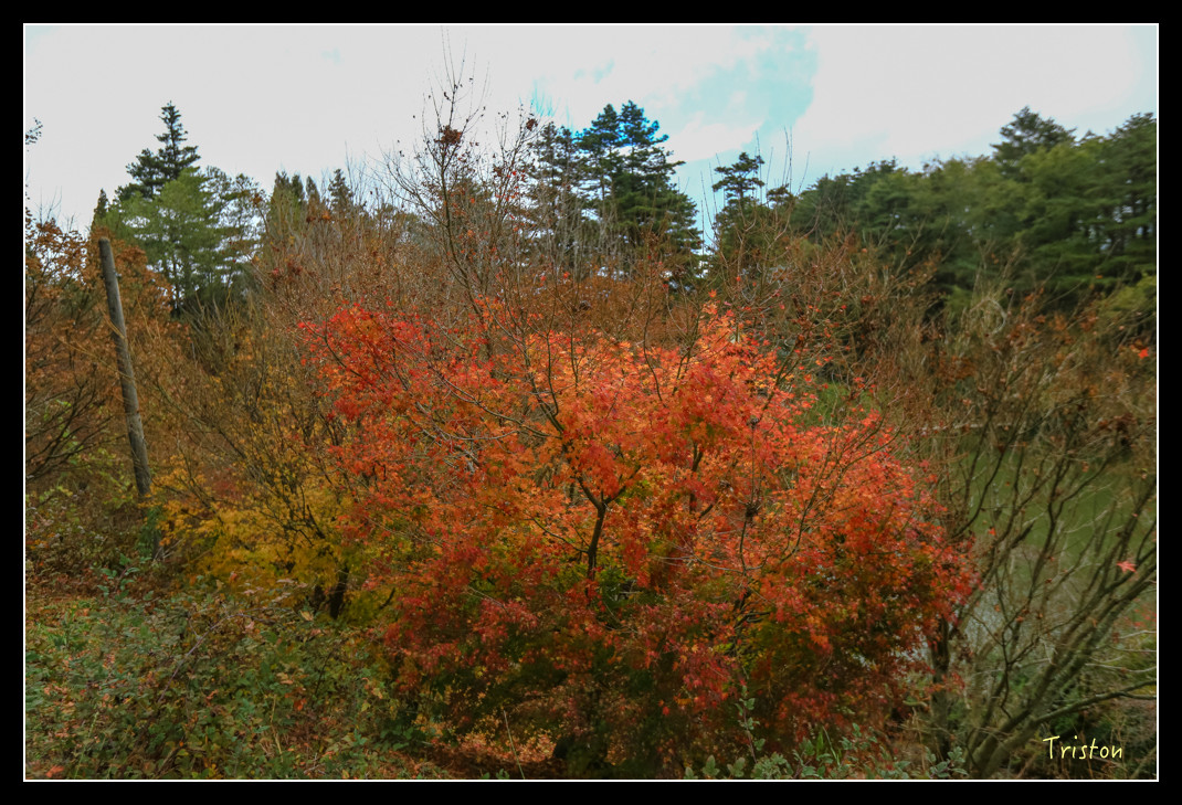 JH1A0945.jpg - 20151205 合歡溪步道、108K楓之谷