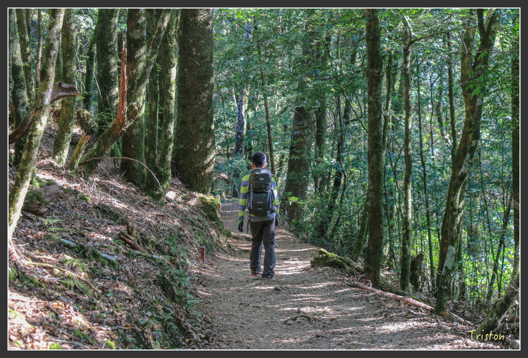 IMG_0730.jpg - 20151219 鳶嘴稍來山、小雪山林道