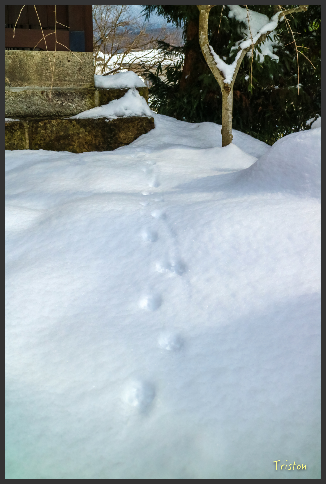 2016ZAO-00750.jpg - 20160131 日本藏王溫泉滑雪親子行