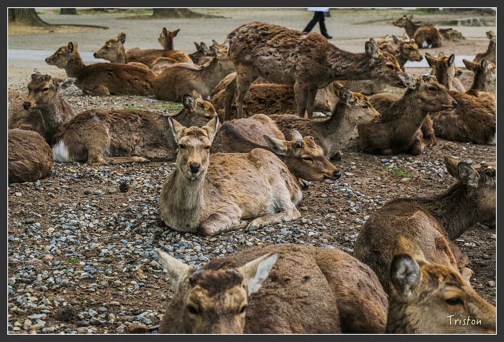 IMG_4315.jpg - 20160323 日本熊野古道健行