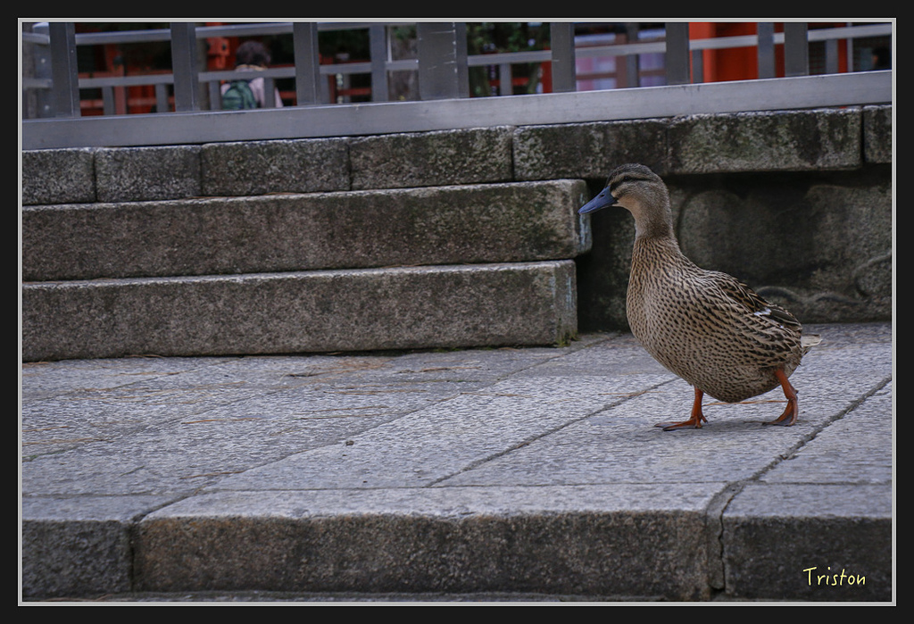 Canon-367.jpg - 20170120 大阪神戶親子遊
