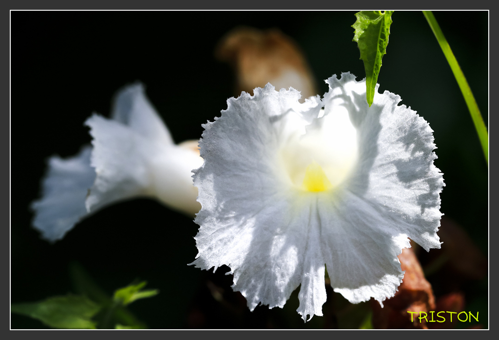 _H1A6860.jpg - 20170904 獨立山步道生態