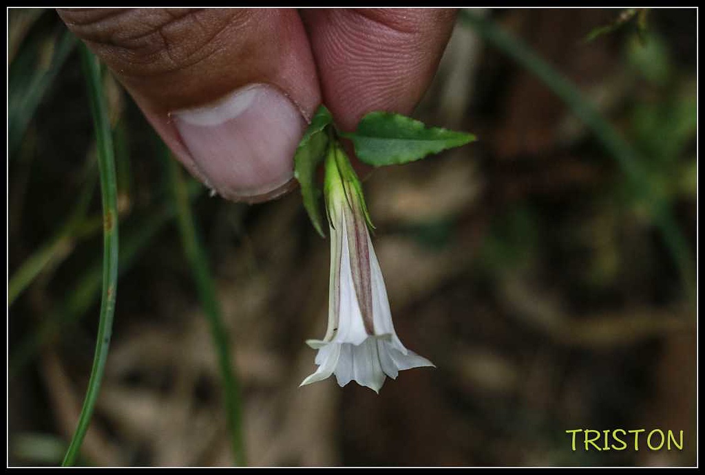 _MG_0105.jpg - 20170920 加里山