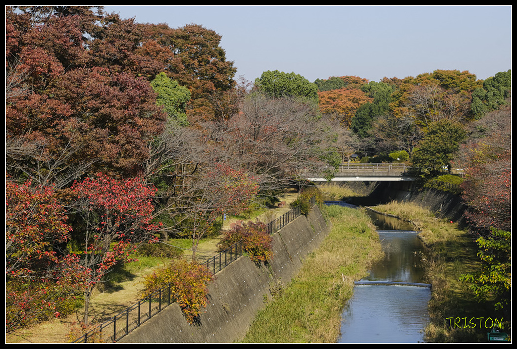 _H1A1613.jpg - 20171103 日本只見線、會津若松五色沼、昭和記念公園賞紅葉