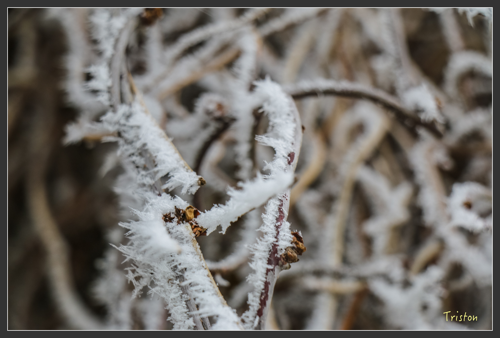 2016ZAO-01296.jpg - 20160131 日本藏王溫泉滑雪親子行