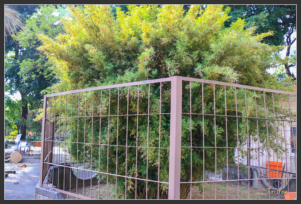 IMG_7080.jpg - 20160429 開元寺楹聯