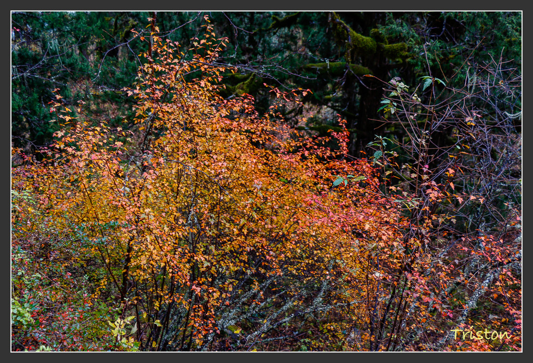 _MG_0943.jpg - 20161013 稻城亞丁