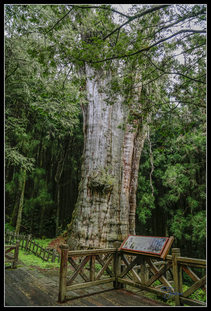 _H1A3612.jpg - 20170425 阿里山+圓潭螢火蟲