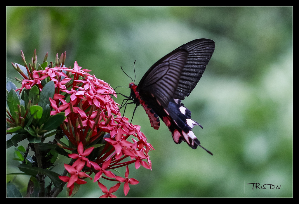_MG_0212.jpg - 20170618 新化後山昆蟲微距