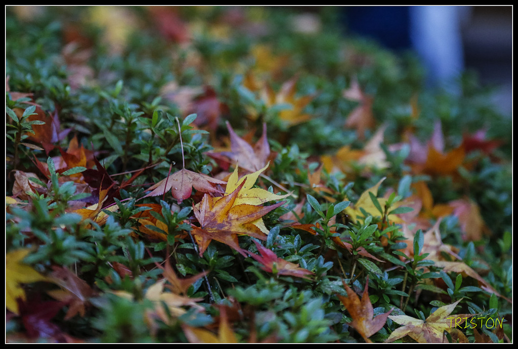 _H1A0955.jpg - 20171103 日本只見線、會津若松五色沼、昭和記念公園賞紅葉