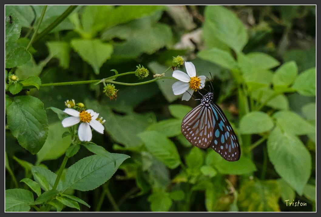 IMG_1286-2.jpg - 20160122 南仁湖、墾丁