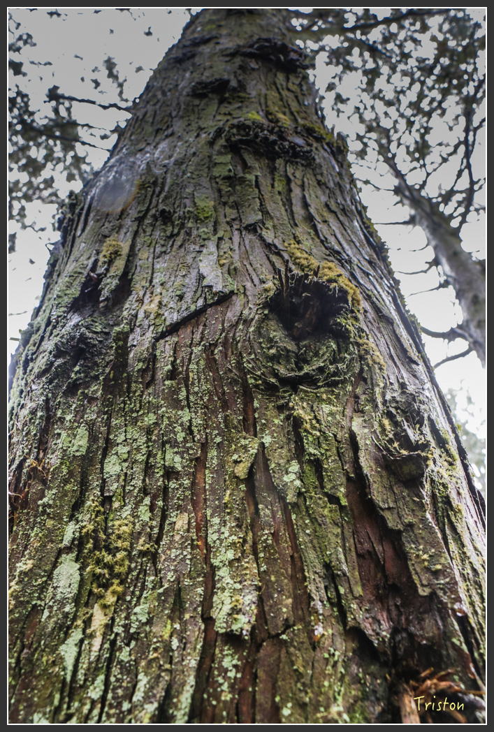 IMG_3264.jpg - 20160227 觀霧森林步道