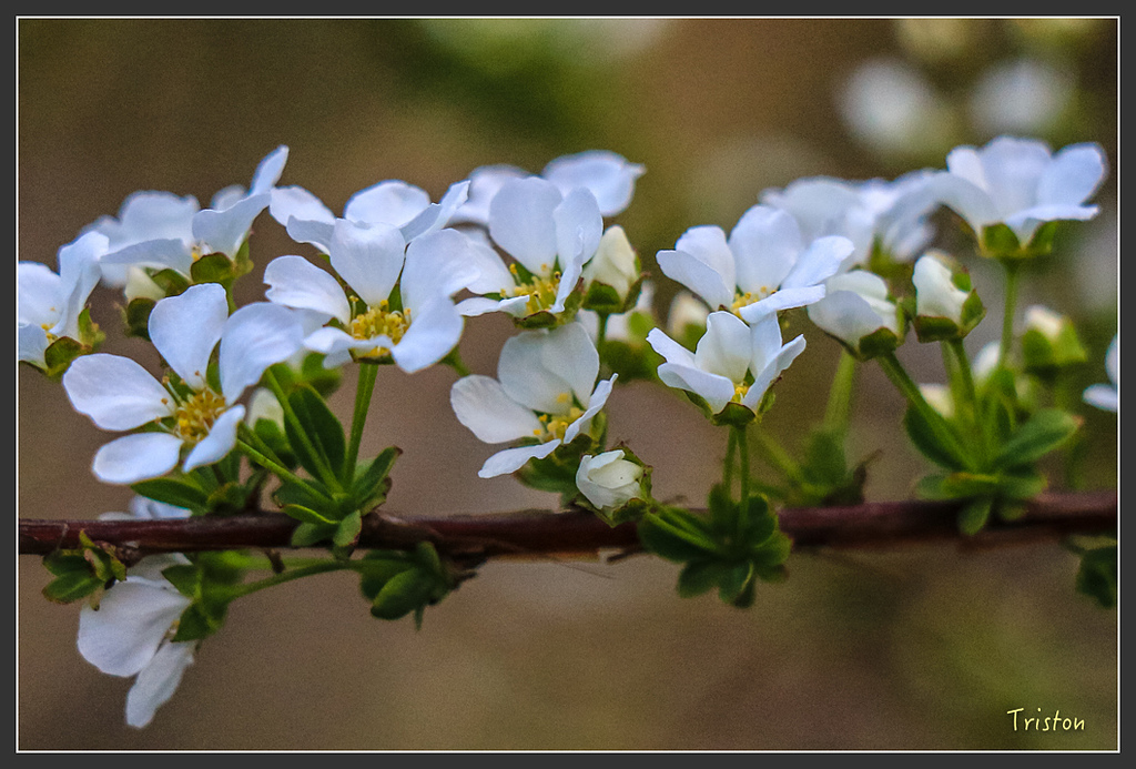 IMG_4623.jpg - 20160323 日本熊野古道健行