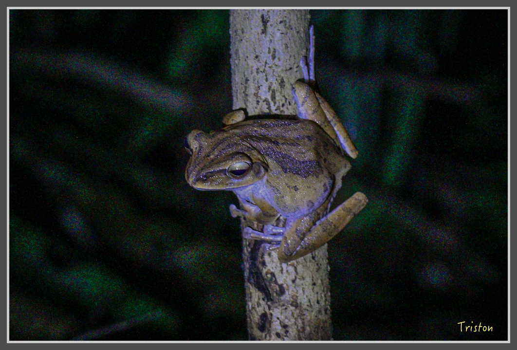 _MG_9291.jpg - 20160717 峰老師夜觀