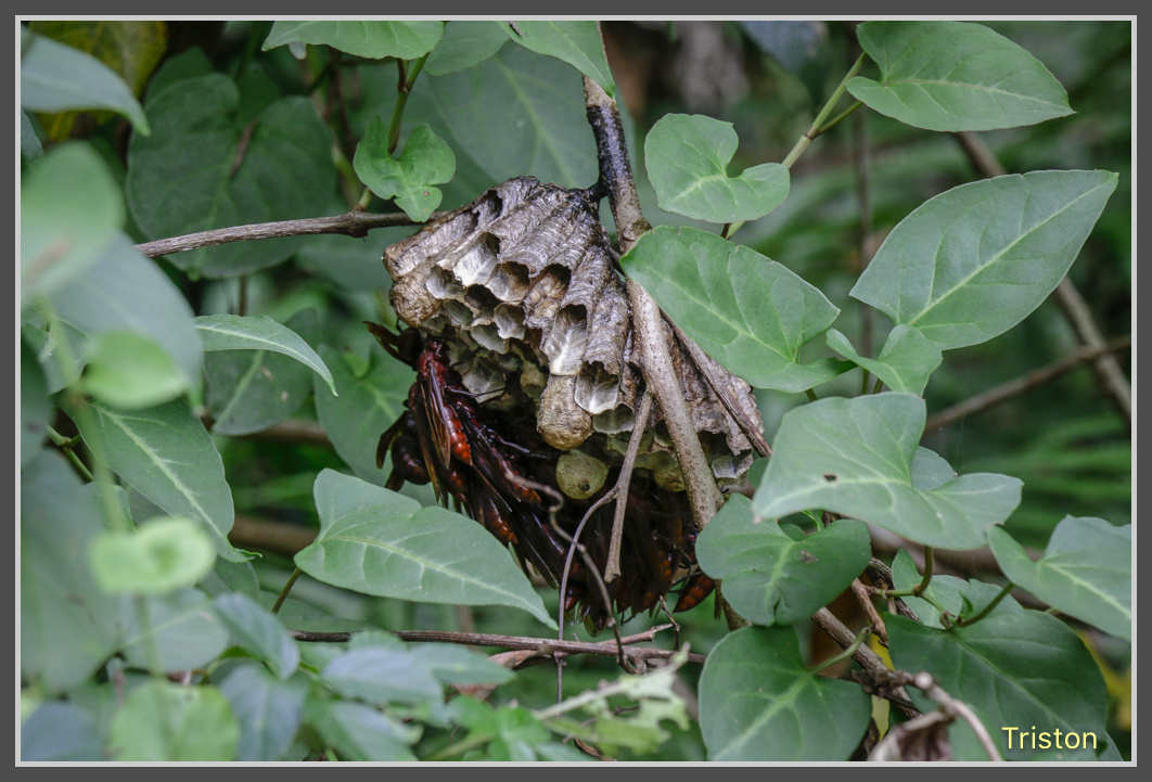 _MG_0055.jpg - 20161126 台南崁頭山
