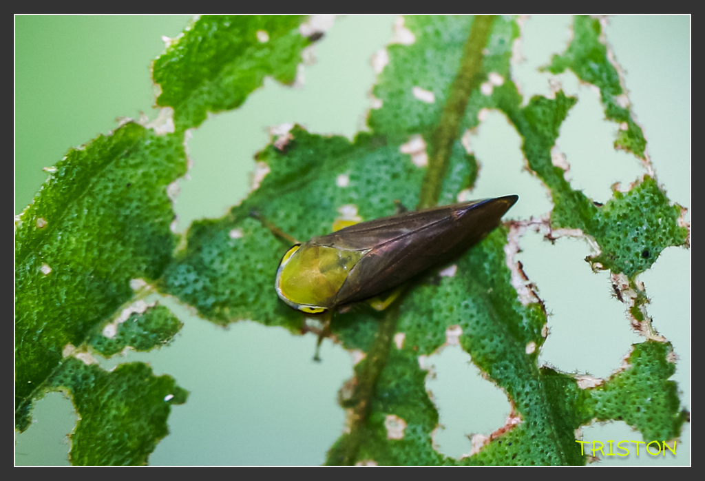 _H1A6937.jpg - 20170904 獨立山步道生態