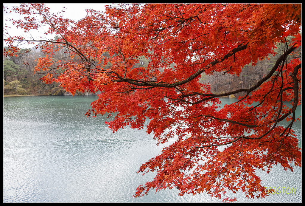 _H1A1151.jpg - 20171103 日本只見線、會津若松五色沼、昭和記念公園賞紅葉