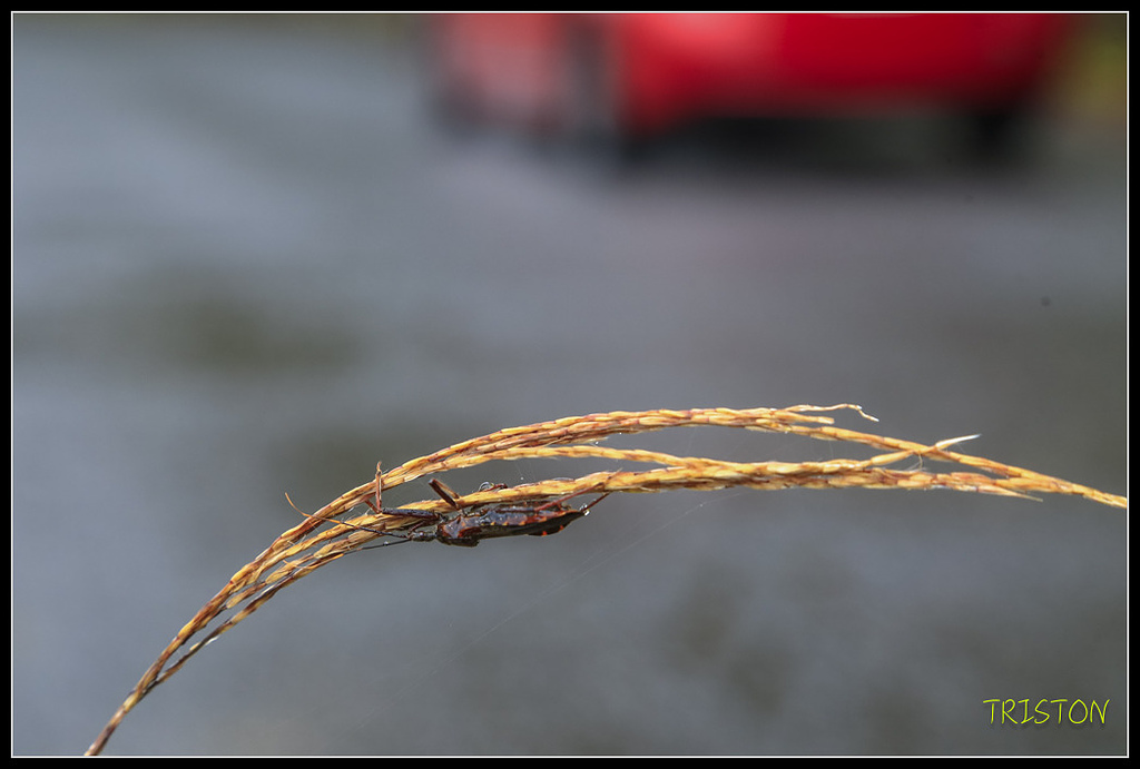 _H1A0410.jpg - 20171103 日本只見線、會津若松五色沼、昭和記念公園賞紅葉