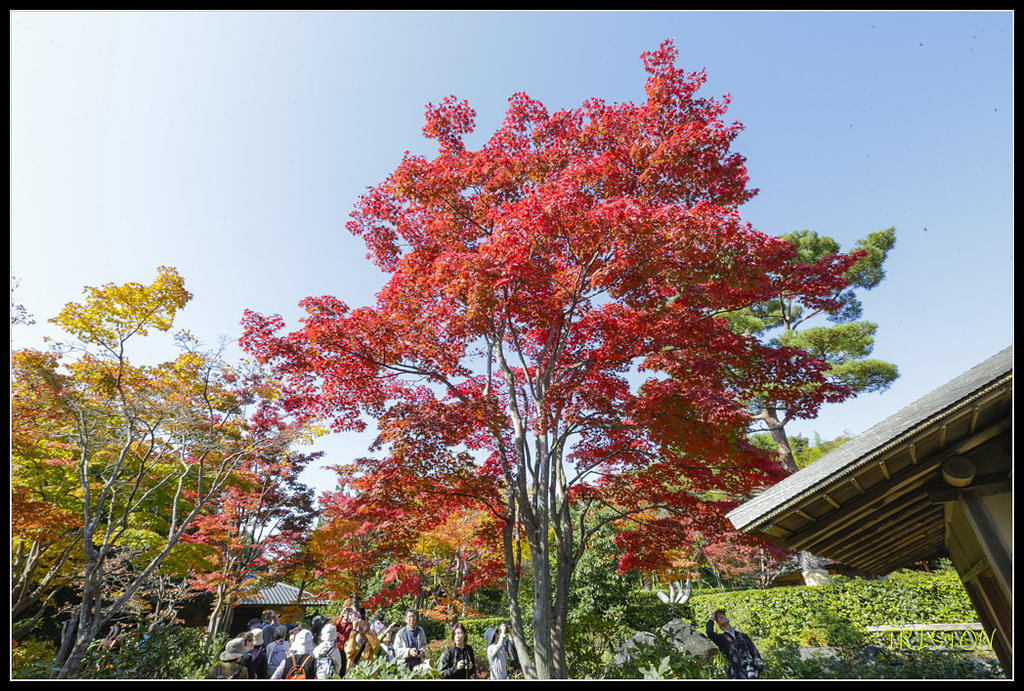 _H1A1726.jpg - 20171103 日本只見線、會津若松五色沼、昭和記念公園賞紅葉