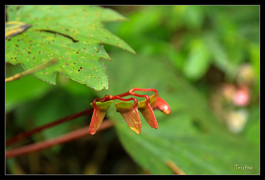 JH1A9746.jpg - 20150920 石棹,霧之道 茶之道 雲之道