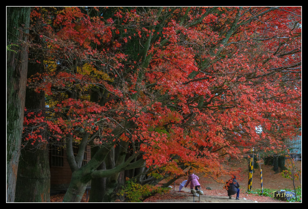 JH1A0969.jpg - 20151205 合歡溪步道、108K楓之谷