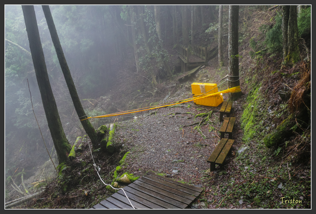 IMG_3289.jpg - 20160227 觀霧森林步道