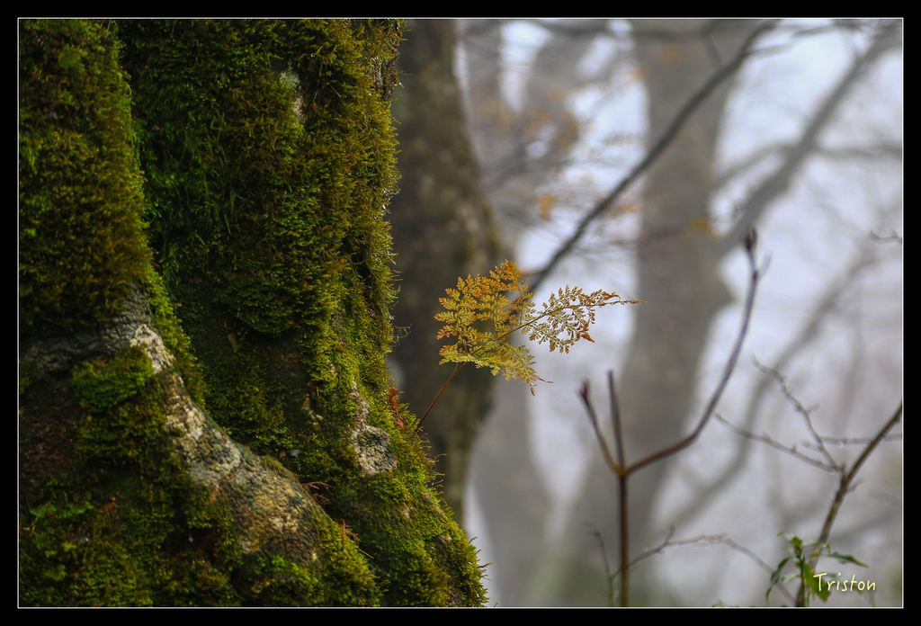 JH1A0225.jpg - 20151024~25 幾米公園、翠峰湖、翠峰山屋、望洋山步道、山毛櫸步道