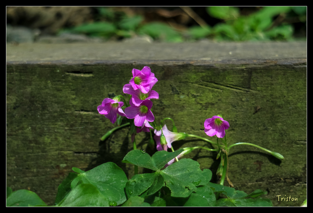 IMG_0748.jpg - 20151115 獨立山步道