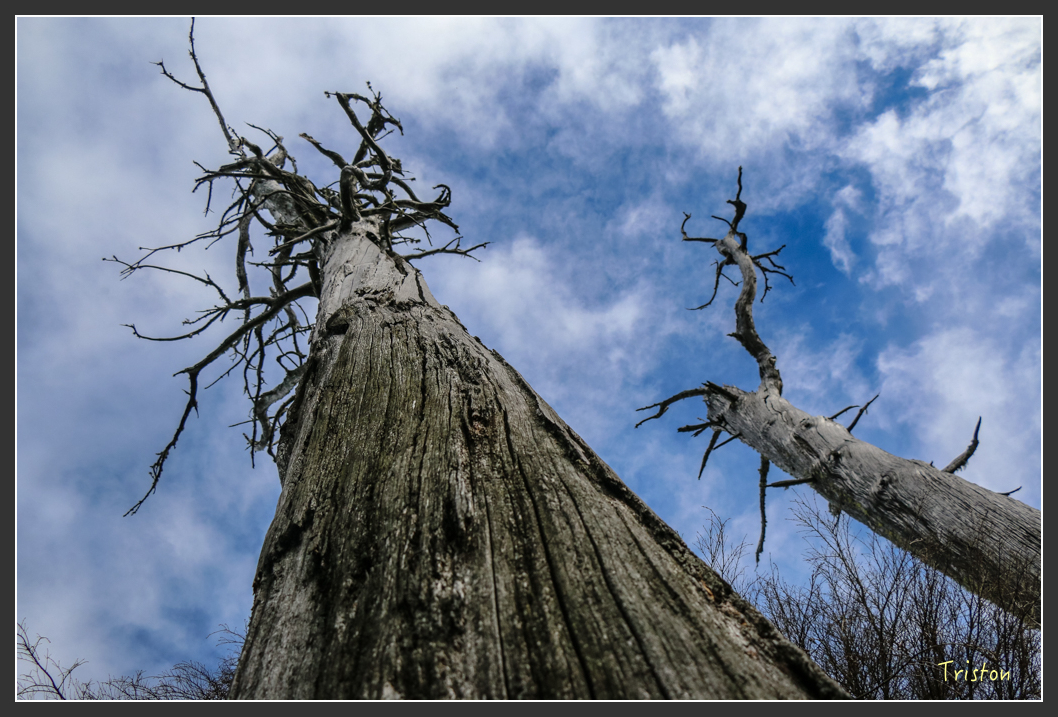 IMG_1069.jpg - 20151219 鳶嘴稍來山、小雪山林道