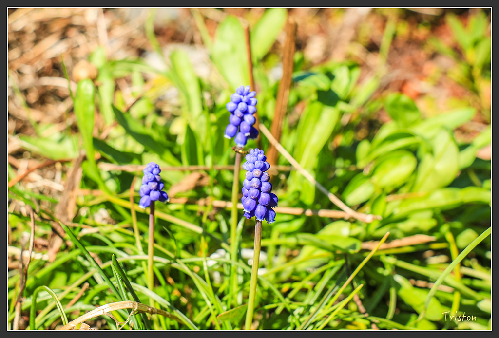 IMG_5221.jpg - 20160323 日本熊野古道健行